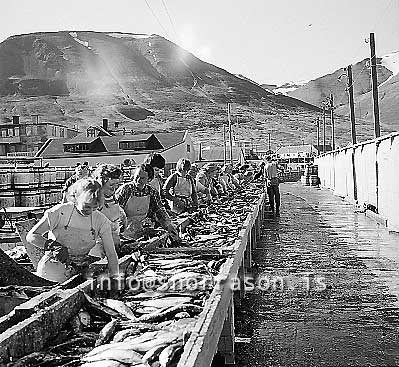 ss01838-01.jpg
Dalvík, síld 1959