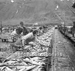 ss01832-01.jpg
Siglufjörður, síld 1960