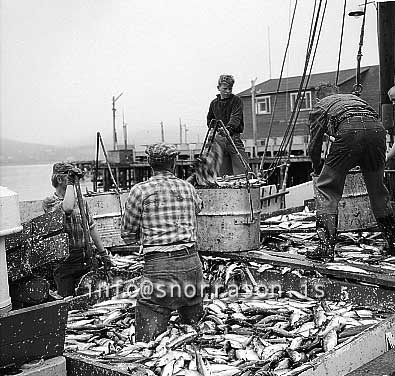 ss01770-01.jpg
Siglufjörður, síld 1959