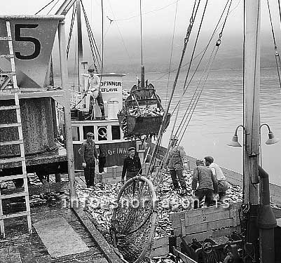 ss01777-01.jpg
Siglufjörður, síld 1959