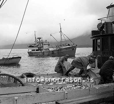 ss01800-01.jpg
Siglufjörður, síld 1959-1960