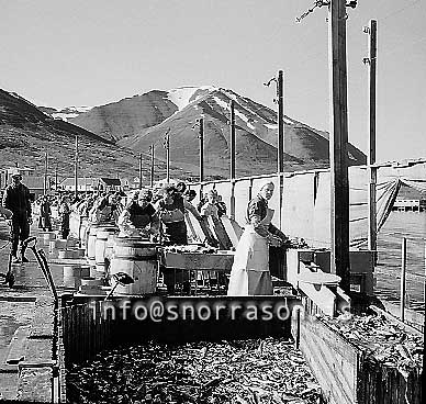 ss01836-01.jpg
Dalvík síld 1959