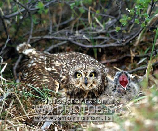 hs015194-01.jpg
Brandugla, ugl, owl