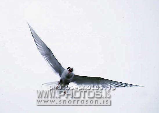 hs016858-01.jpg
Arctic Tern, Kría