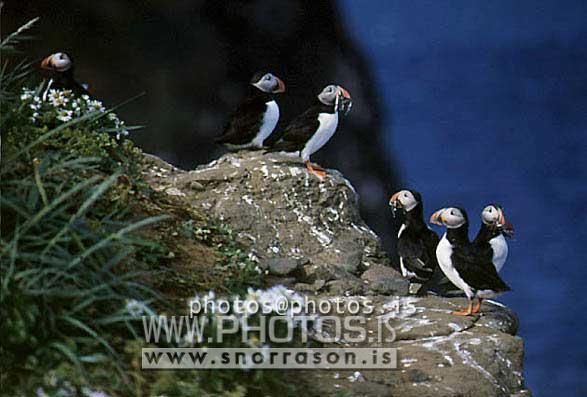 hs016816-01.jpg
Lundi, Puffin