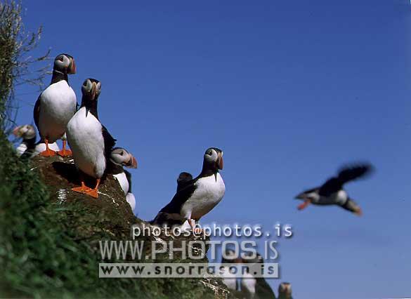 hs016317-01.jpg
Lundi, Lundar,  Puffins