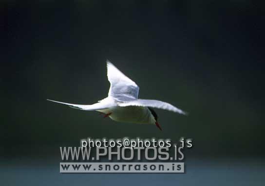 hs015990-01.jpg
Kría, Arctic Tern