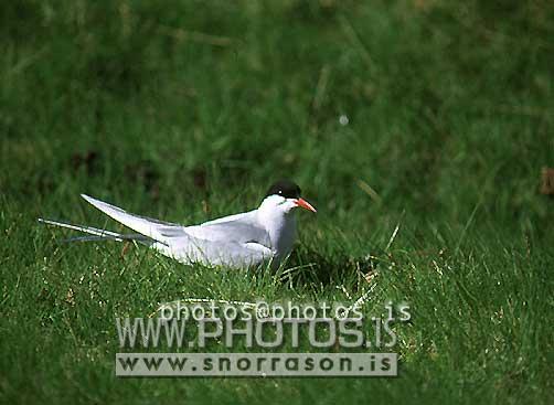 hs015989-01.jpg
Kría, Arctic Tern