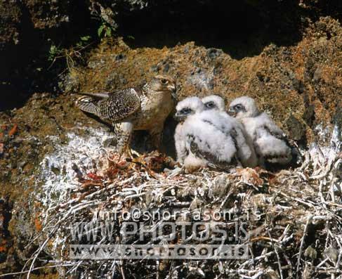 hs015196-01.jpg
Fálki, íslenski fálkinn, icelandic falcon, fálkaungar