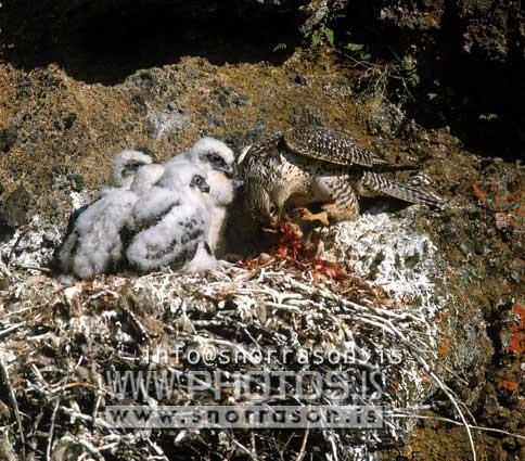 hs015195-01.jpg
Fálki, íslenski fálkinn, icelandic falcon, fálkaungar, fálki á hreiðri