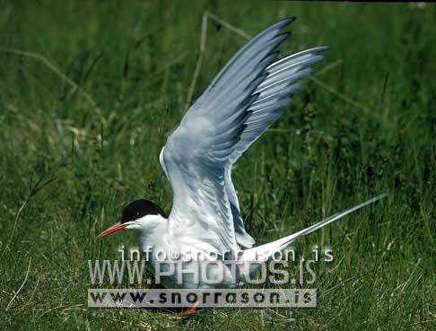 hs015183-01.jpg
Kría, arctic Tern