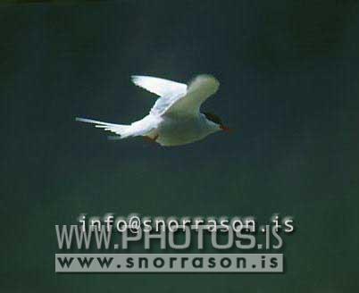 hs013781-01.jpg
Kría, arctic Tern