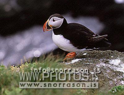 hs010035-01.jpg
Lundi, puffin