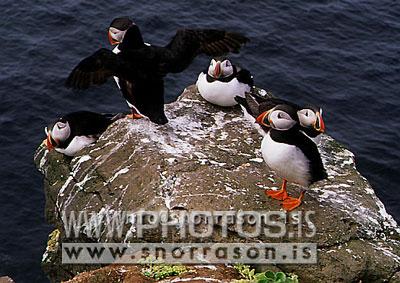 hs010030-01.jpg
Lundar, Lundi, Puffins