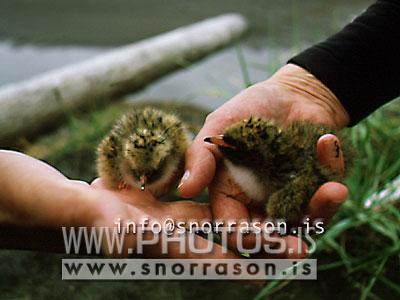 hs006452-01.jpg
Kríuungar, young Terns