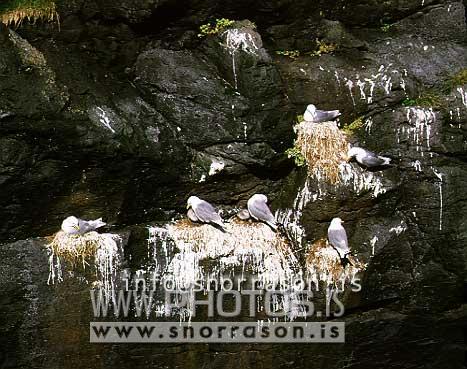 hs006138-01.jpg
Rita, Kittiwake