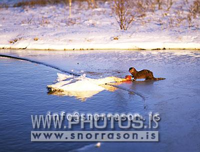 hs004725-01.jpg
minkur, drepur Álft, Mink, killing a Swan