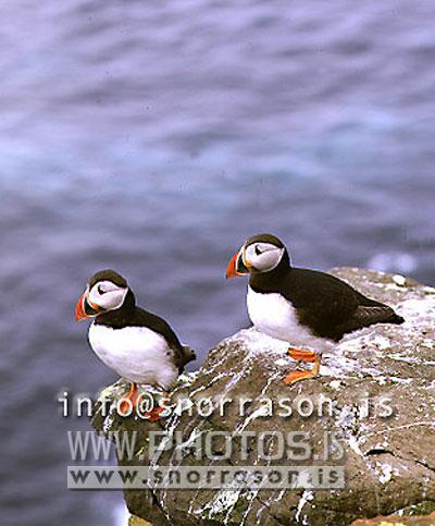 hs002852-01.jpg
Lundar, Puffin´s