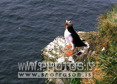 hs002791-01.jpg
Puffin, Lundi