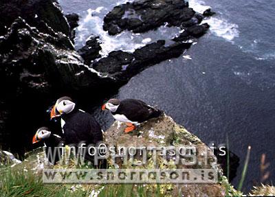 hs002790-01.jpg
Lundi, Puffin, Látrabjarg