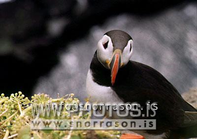 hs002787-01.jpg
Lundi, Puffin