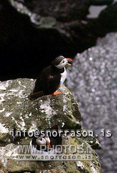 hs002784-01.jpg
Lundi, Puffins