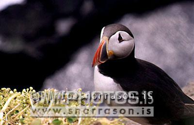 hs002782-01.jpg
Lundi, Puffin