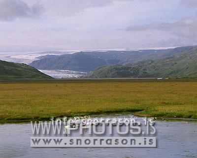 hs000994-01.jpg
Svanir, Álftir, við Hornafjarðarfljót