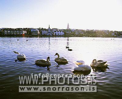 hs000033-01.jpg
Svanir, Reykjavíkurtjörn, Swans