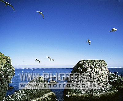 hs006140-01.jpg
Arnarstapi, cliffs, rocks