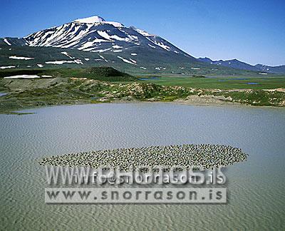 hs005856-01.jpg
Eyjabakkar, heiðagæsir, Snæfell
From Eyjabakkar, Mt. Snaefell, E - Iceland