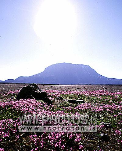 hs005840-01.jpg
Herðubreið, eyrarrós