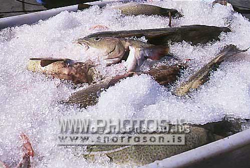 hs011294-01.jpg
ferskur fiskur, fresh fish, Þorskur, cod