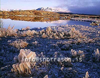 hs012215-01.jpg
frosinn gróður, frosen vegetation, gróður, vegetation, 
vetur, winter