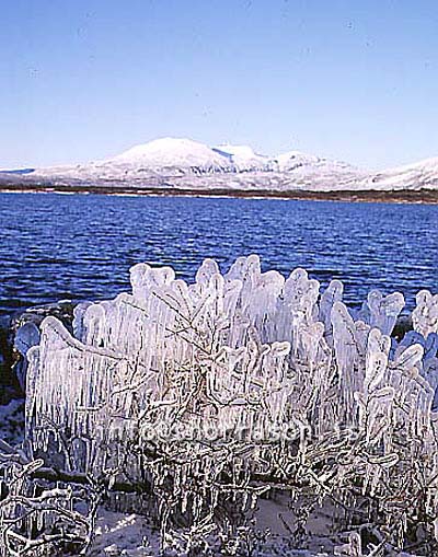 hs012212-01.jpg
frosinn gróður, frosen vegetation, gróður, vegetation, 
vetur, winter