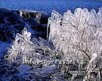 hs012206-01.jpg
frosinn gróður, frosen vegetation, gróður, vegetation, 
vetur, winter