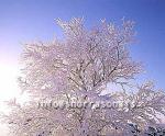 hs012176-01.jpg
tré hulin sjó, trees covered with snow