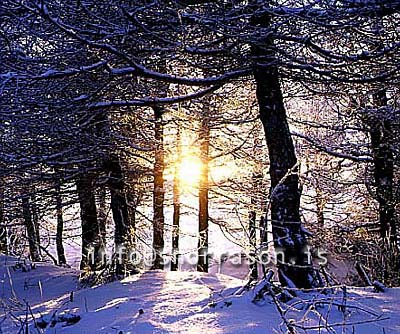 hs012170-01.jpg
Mývatn, vetur, winter, gróður, tré þakin snjó, trees covered with snow, trees, snow