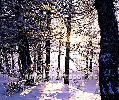 hs012169-01.jpg
Mývatn, vetur, winter, gróður, tré þakin snjó, trees covered with snow, trees, snow