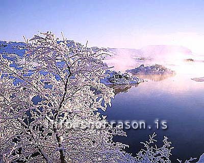 hs012168-01.jpg
Mývatn, vetur, winter, gróður, tré þakin snjó, trees covered with snow, trees, snow