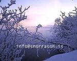 hs012166-01.jpg
Mývatn, vetur, winter, gróður, tré þakin snjó, trees covered with snow, trees, snow