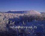 hs012161-01.jpg
Mývatn, vetur, winter, gróður, tré þakin snjó, trees covered with snow, trees, snow, Hverfell