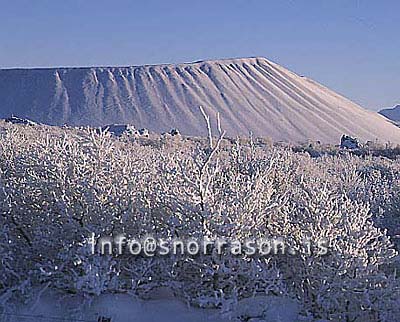 hs012159-01.jpg
Mývatn, vetur, winter, gróður, tré þakin snjó, trees covered with snow, trees, snow, Hverfell