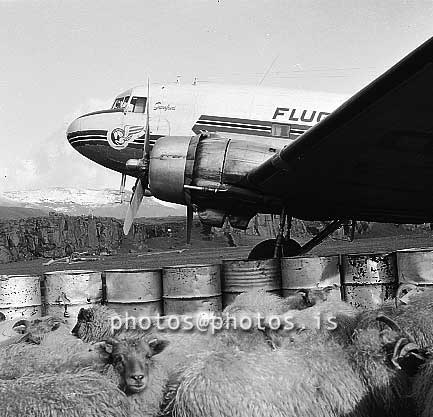 ss07304.jpg
Vöru- og lambaflutningar til og frá Fagurhólsmýri 1956-57