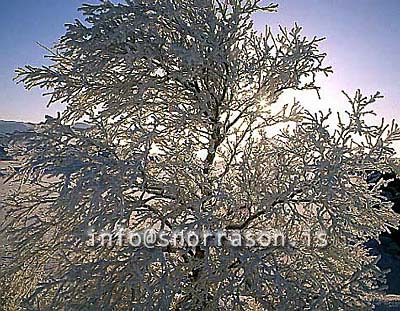 hs012150-01.jpg
Mývatn, vetur, winter, gróður, tré þakin snjó, trees covered with snow, trees, snow, tré, snjór