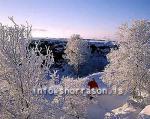 hs012148-01.jpg
Mývatn, vetur, winter, gróður, tré þakin snjó, trees covered with snow, trees, snow, tré, snjór