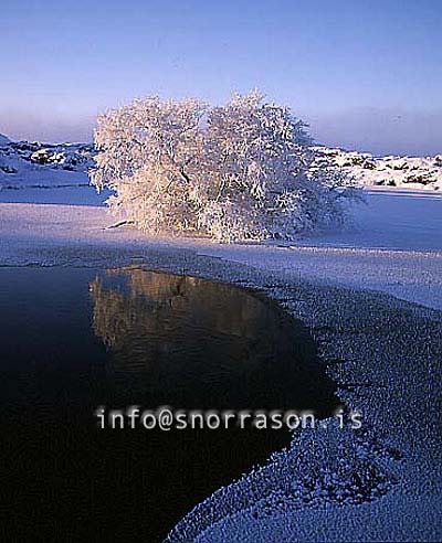 hs012142jpg.jpg
Mývatn, vetur, winter, gróður, tré þakin snjó, trees covered with snow, trees, snow, tré, snjór