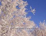 hs012139-01.jpg
Mývatn, vetur, winter, gróður, tré þakin snjó, trees covered with snow, trees, snow, tré, snjór