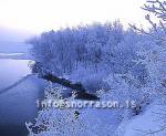 hs012135-01.jpg
Mývatn, vetur, winter, gróður, tré þakin snjó, trees covered with snow, trees, snow, tré, snjór