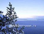 hs011862-01.jpg
gróður í vetrarbúningi, vegetation cocered with snow